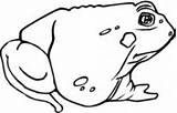 Toad Coloring Pages Toads American Mushroom sketch template