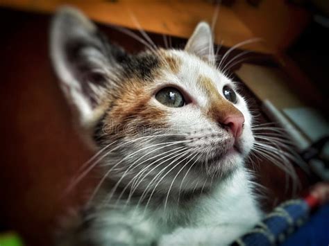 beautiful baby calico cat stock image image  cute