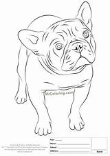 Bulldog French Coloring Pages sketch template