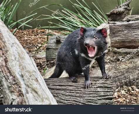 tasmanian devil baring teeth australian reptile stock photo edit