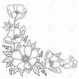 Flower Corner Drawing Outline Bouquet Anemone Hand Vector Coloring Background Drawings Windflower Leaf Bud Spring Floral Line Book Colouring Simple sketch template