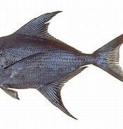 Afbeeldingsresultaten voor "taractes Asper". Grootte: 176 x 185. Bron: fishesofaustralia.net.au