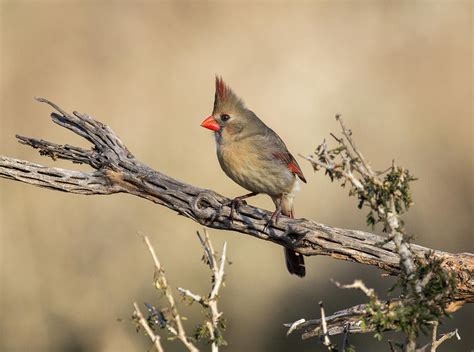female cardinal photograph by janice grantz