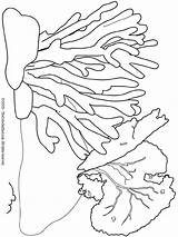 Coral Coloring Reef Pages Ocean Seaweed Kids Color Printable Drawing Barrier Great Sea Reefs Colorier Colouring La Dessin Coloriage Starfish sketch template