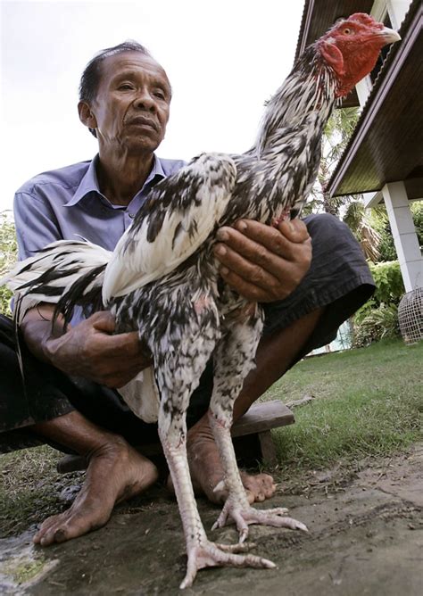 Cock Fights Blamed For Thailand Bird Flu Spread