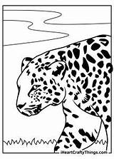 Leopards Cheetah sketch template