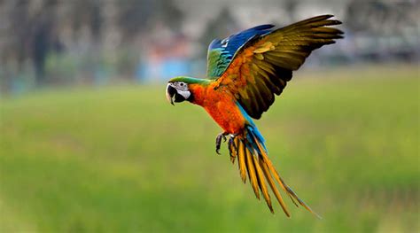 flying parrots