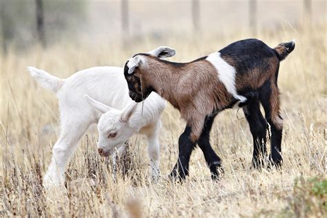 filebaby goats jan jpg wikimedia commons