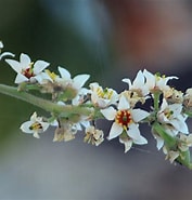 Afbeeldingsresultaten voor "pionosyllis Serrata". Grootte: 177 x 185. Bron: sites.google.com