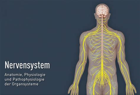 unser nervensystem wichtige grundlagen tutoolio healthcare