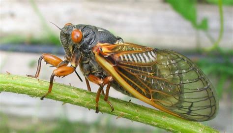 pictures   cicada