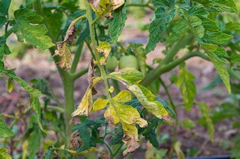 early blight  tomato leaves