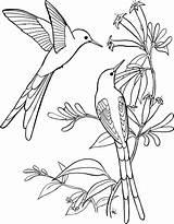 Hummingbird Coloring Long Sylph Tailed Categories Pages Printable sketch template