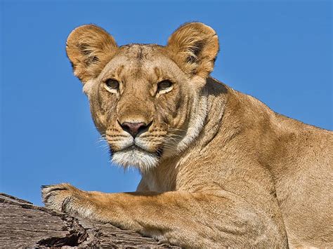 lioness focusing  wildlife