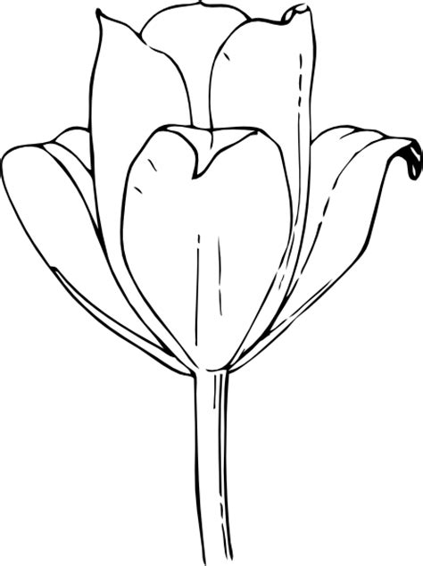 tulip flower  clip art  clkercom vector clip art