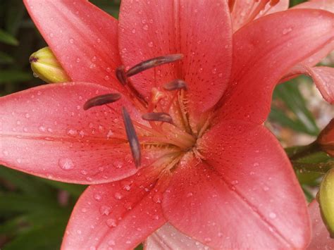 wet pink lily flower photograph by mike m burke