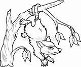 Opossum Coloring Pages sketch template
