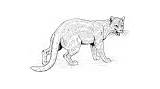 Coloring Pages Big Jaguar Cat Cats sketch template