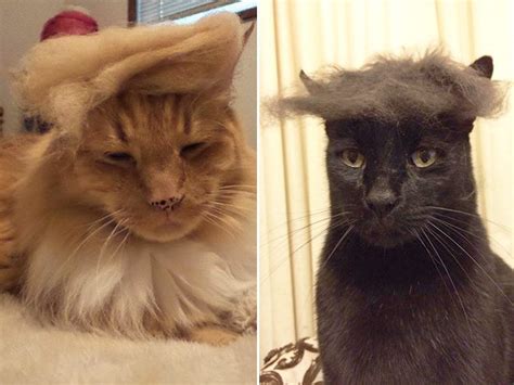 incredible donald trump cats    viral page  animal encyclopedia