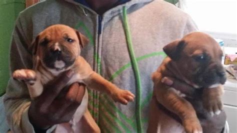 American Pit Bull Terrier Puppies For Sale For Sale In