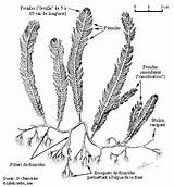 Caulerpa Taxifolia Research Morphology sketch template
