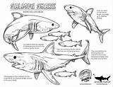 Shark Salmon Coloringbay Megalodon Week Sharks Elasmobranch Feb Porbeagle sketch template