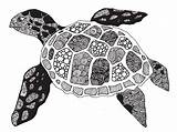 Turtle Zentangle Doodle Doodles sketch template