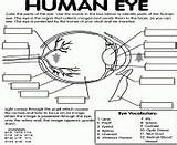 Eye sketch template