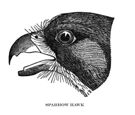 sparrow hawk illustrations royalty  vector graphics clip art