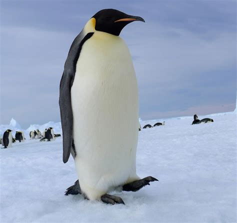 emperor penguin  laogephoto  deviantart