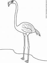 Flamingo Coloring Pages Birds sketch template