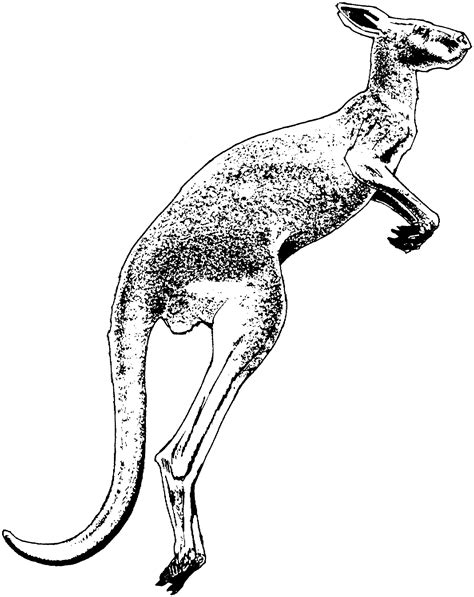 kangaroo kid coloring pages coloring pages