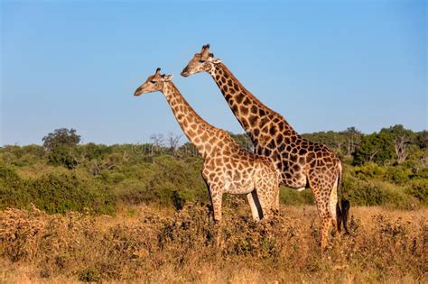 Giraffe Mating Stock Image Image Of Mating Namibia 31420521
