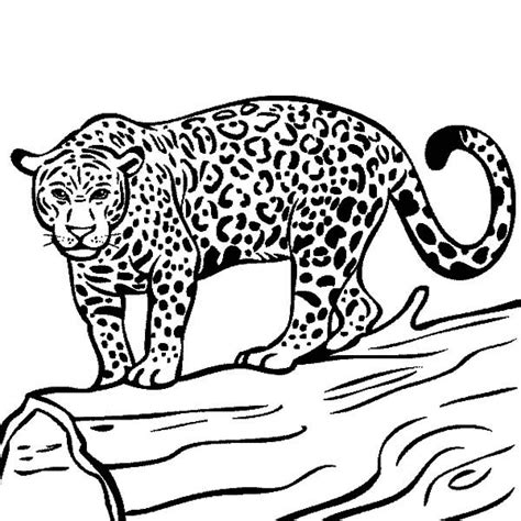 pin  jaguar coloring pages