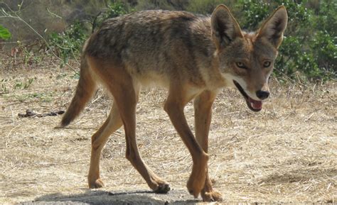 Reductress Please Stop Calling The Rabid Coyote In Your