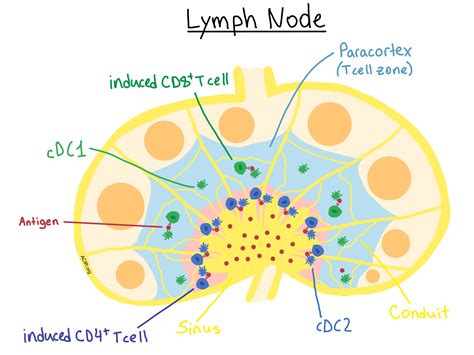 form  function  dendritic cell distribution  lymph nodes affects  cell response