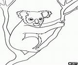 Marsupial Coloring Koala Australian Various Animals Pages 94kb 250px sketch template