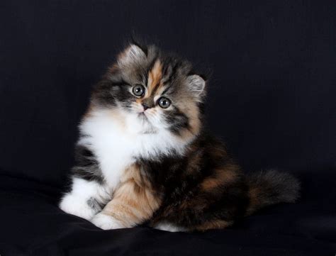 latest trend  himalayan persian mix kittens  sale himalayan
