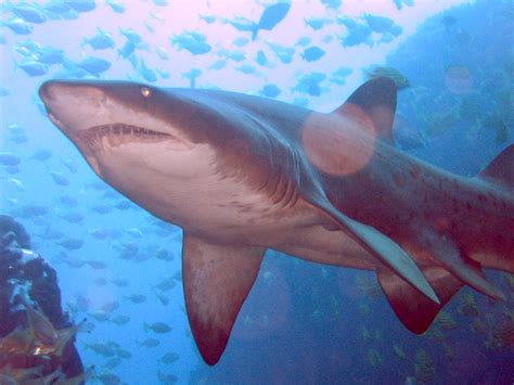 filegrey nurse shark  fish rock cave nswjpg wikipedia