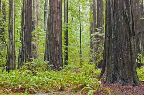 stand  redwood trees california usa photo information