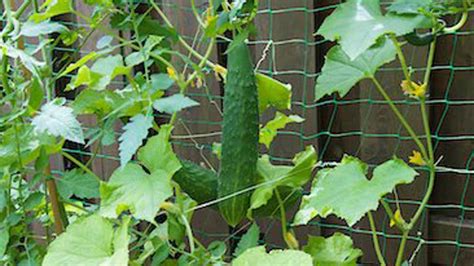 grow cucumbers   fence  weather channel articles
