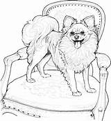 Coloring Dog Pages Printable Pomeranian Puppy Dogs Adult Chihuahua Adults Papillon Breed Book Kids Colouring Sheets Dantdm Drawing Supercoloring Print sketch template