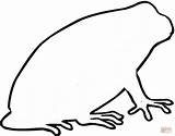 Contorno Colorir Rospo Toad Sapos Imprimir sketch template