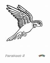 Parakeet Unclebills Pict sketch template