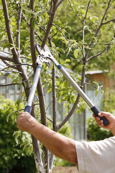 basics  pruning shrubs  woody plants gardeners path