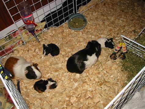 pig family  picture   happy nontraditional piggy fam flickr