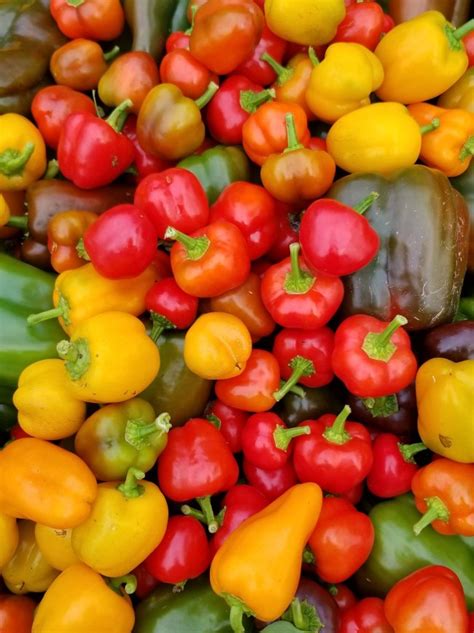 sweet pepper mini bell mix seeds certified organic garden hoard certified organic