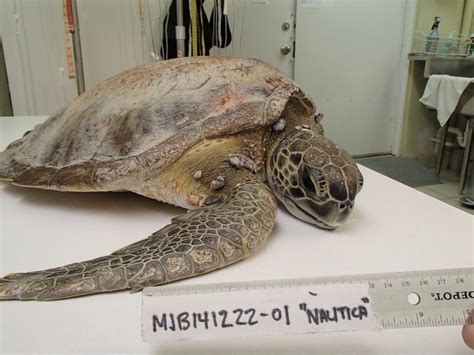 nautica the turtle hospital rescue rehab release