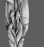 Afbeeldingsresultaten voor "paraeuchaeta Exigua". Grootte: 173 x 185. Bron: www.researchgate.net