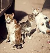 のら猫 に対する画像結果.サイズ: 175 x 185。ソース: www.nihonpet.co.jp
